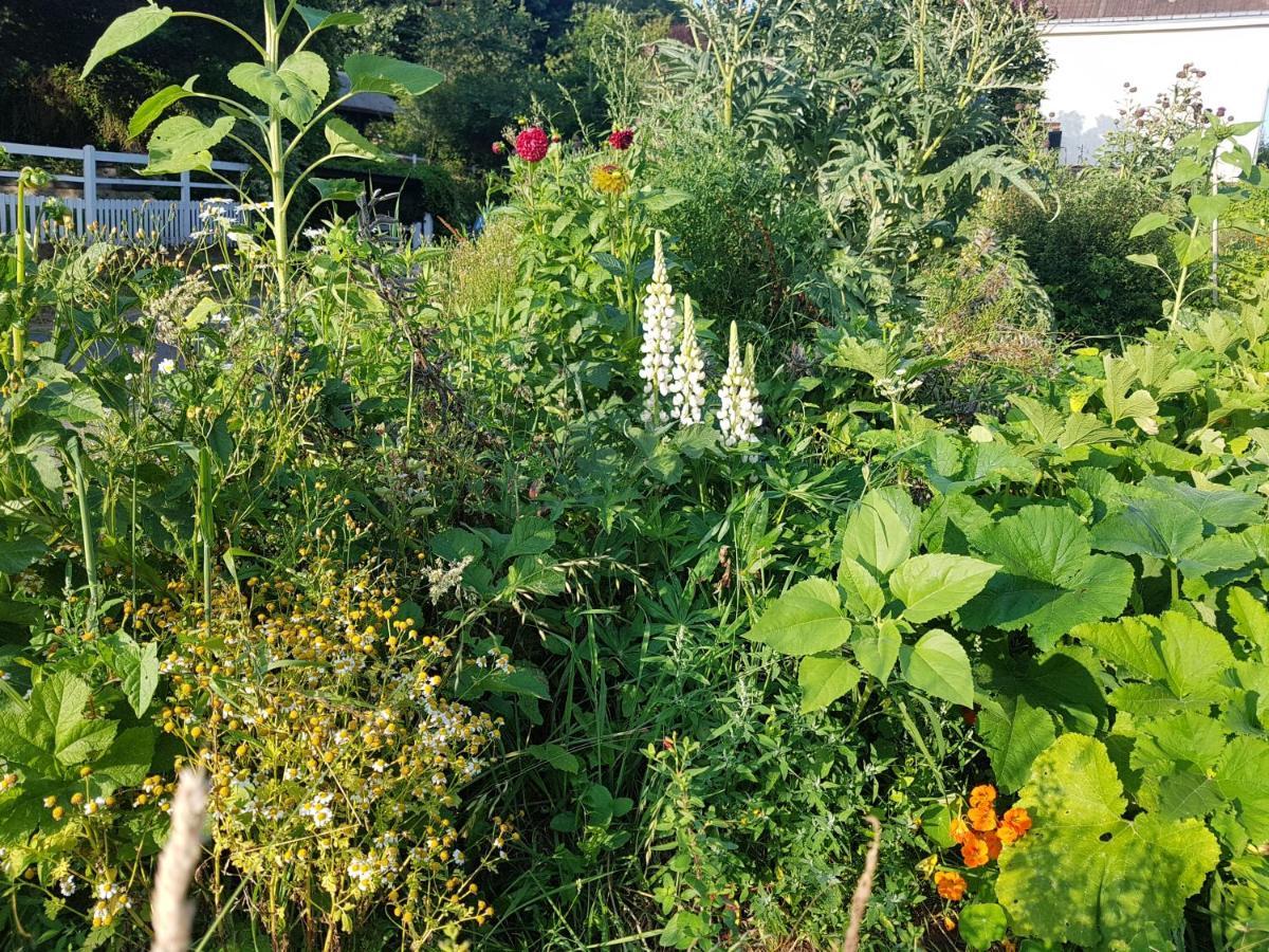 Les Lupins Bed & Breakfast Etretat Luaran gambar